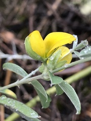 Rhynchosia leucoscias