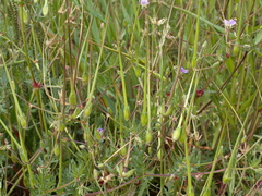 Erodium botrys