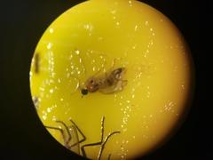 Elaphropeza ephippiata