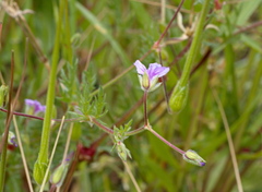 Erodium botrys