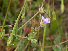 Erodium botrys