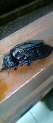 Xylocopa latipes