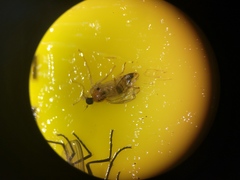 Elaphropeza ephippiata