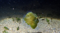 Brachaluteres jacksonianus