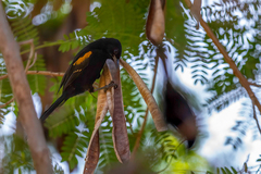 Icterus pyrrhopterus