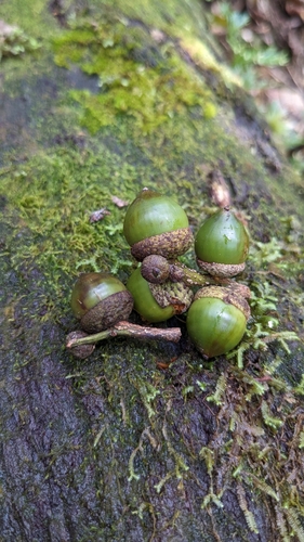 Lithocarpus dodonaeifolius, photograph 1