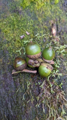 Lithocarpus dodonaeifolius, photograph 2