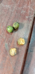 Diospyros morrisiana