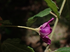 Howittia trilocularis