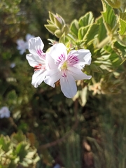 Pelargonium cucullatum