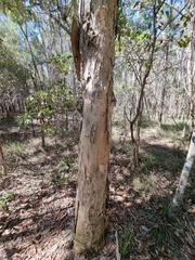 Melaleuca styphelioides