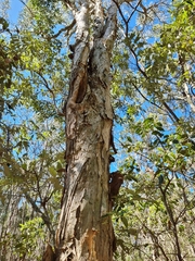 Melaleuca styphelioides