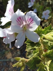 Pelargonium cucullatum