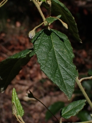 Howittia trilocularis