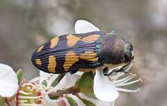 Castiarina adelaidae