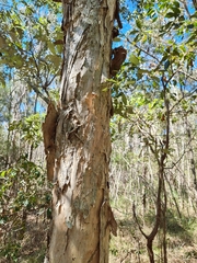 Melaleuca styphelioides