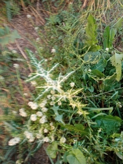 Reseda phyteuma