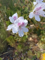 Pelargonium cucullatum