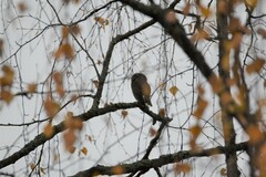 Glaucidium passerinum