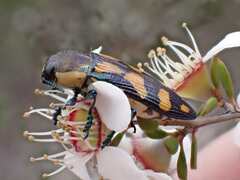 Castiarina adelaidae