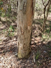 Melaleuca styphelioides