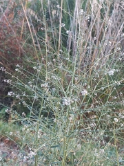 Lepidium graminifolium