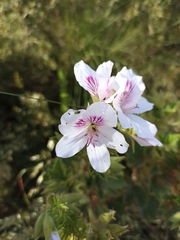 Pelargonium cucullatum