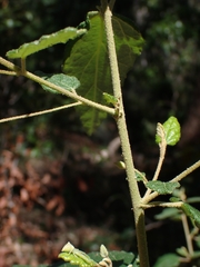 Howittia trilocularis