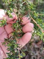 Kunzea ambigua