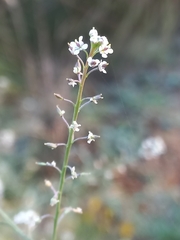 Lepidium graminifolium