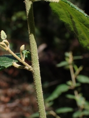 Howittia trilocularis