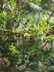 Kunzea ambigua