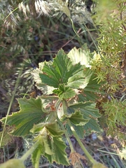 Pelargonium cucullatum