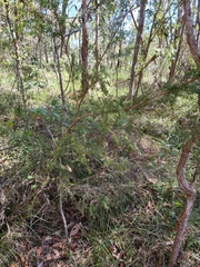 Kunzea ambigua