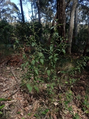 Howittia trilocularis