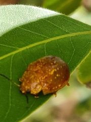 Paropsisterna cloelia