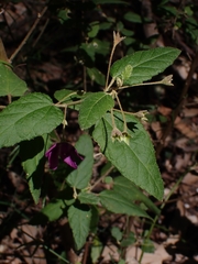 Howittia trilocularis