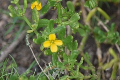 Roepera billardierei