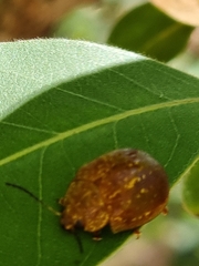 Paropsisterna cloelia