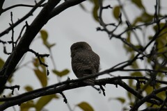 Glaucidium passerinum