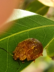 Paropsisterna cloelia