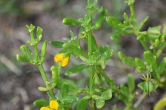 Roepera billardierei