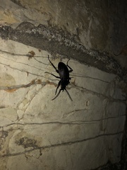 Carabus hortensis