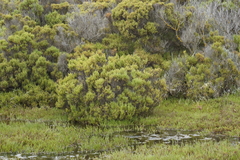 Tecticornia arbuscula