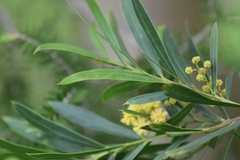 Phyllodineae