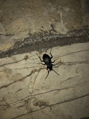 Carabus hortensis