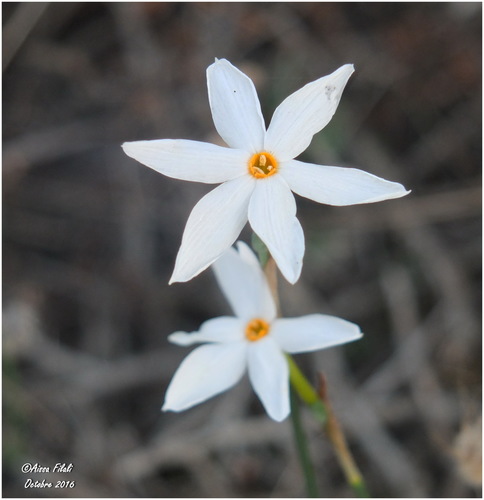 Narcissus deficiens image