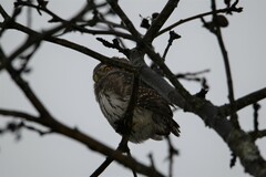 Glaucidium passerinum