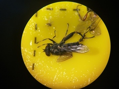 Chalcosyrphus nemorum