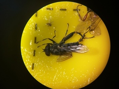 Chalcosyrphus nemorum